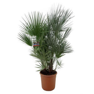 Хамеропс приземистый 100 см.